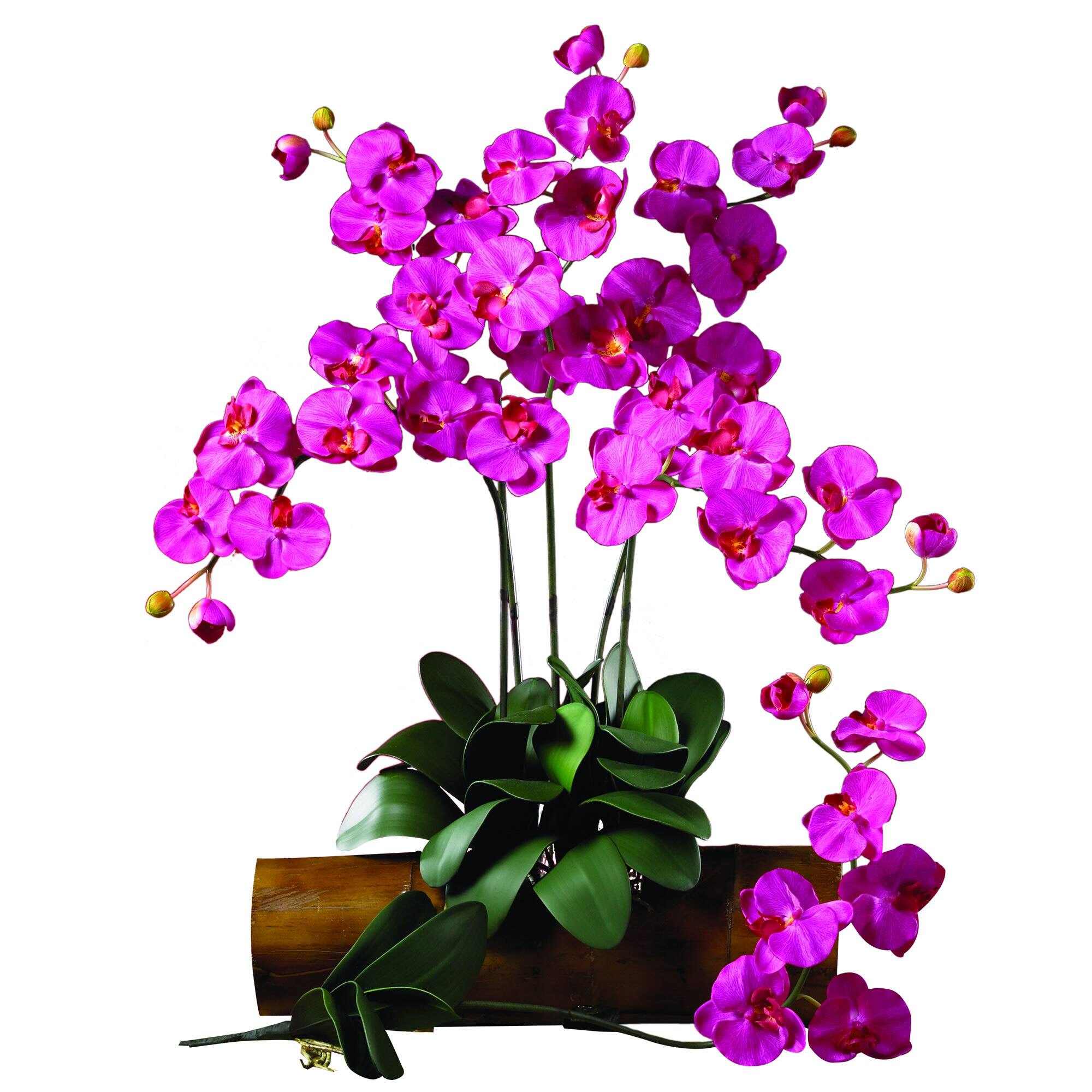 Pink Moth Orchid Stem, 6ct.
